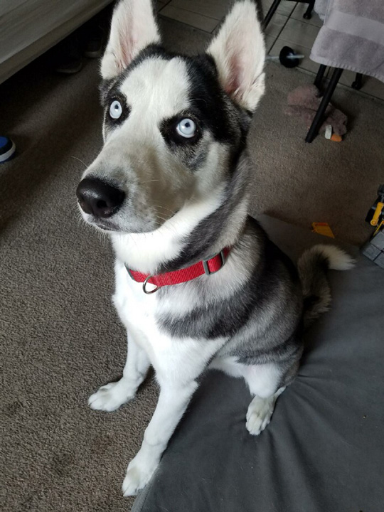 Hollywood Husky 70 Jack Adopted Hollywood Huskies