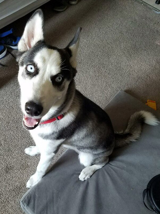 Hollywood Husky 70 Jack Adopted Hollywood Huskies