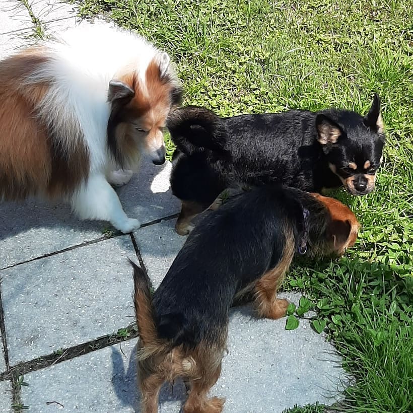 Hollywoof Pet Resort Pet Grooming, Boarding & Daycare Lakeland, FL