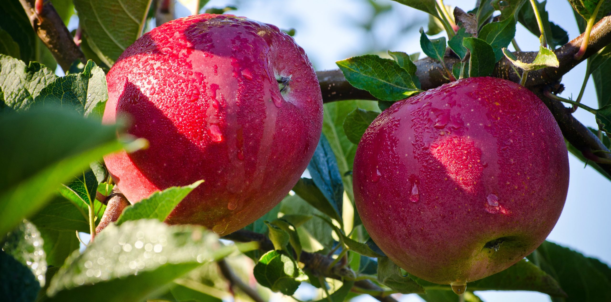Pick Your Own Holmberg Orchards
