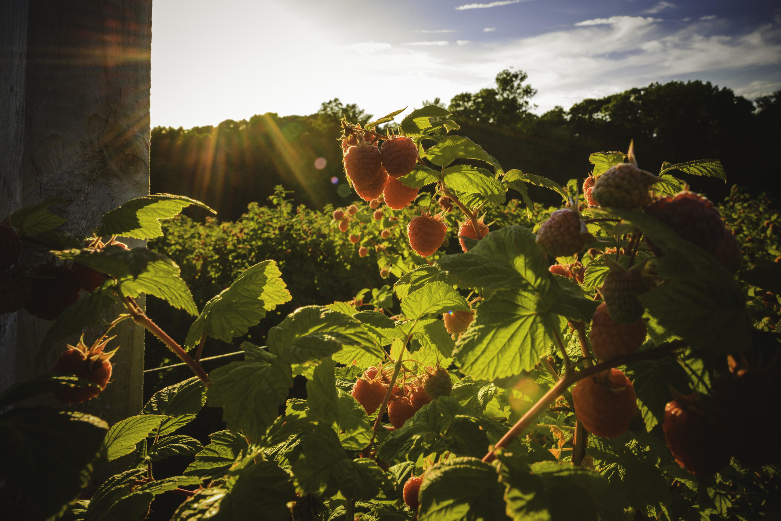 Pick Your Own Holmberg Orchards