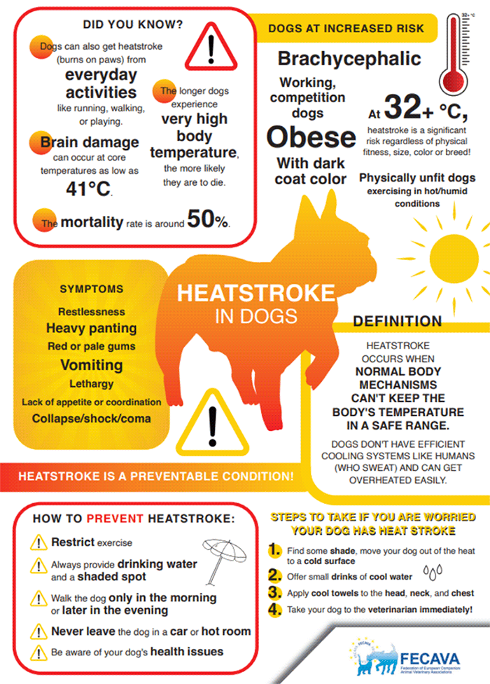 Can Heatstroke Cause Seizures In Dogs