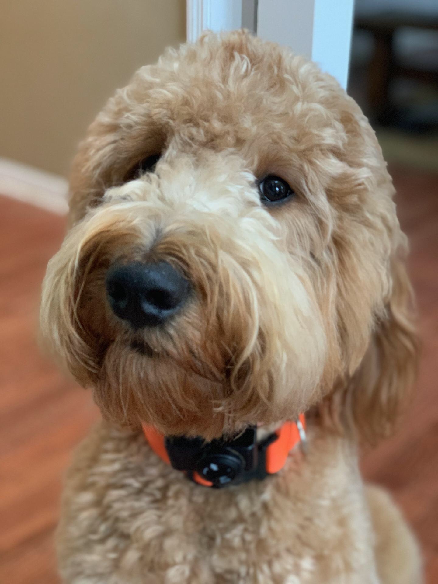 Grooming Tips Holston River Goldendoodles