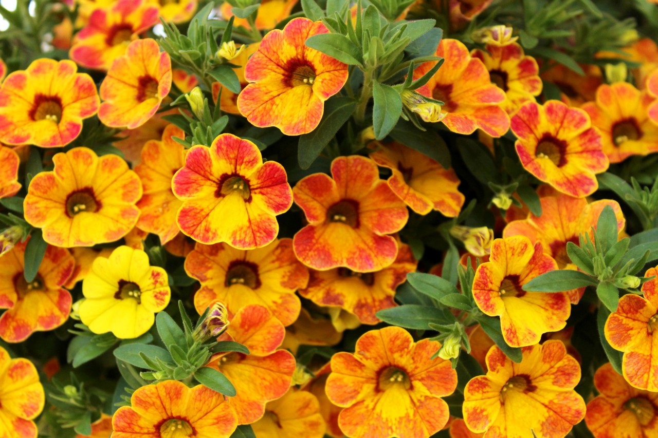 Superbells Lemon Slice Calibrachoa Blooms Amazing With 2 Endless Color