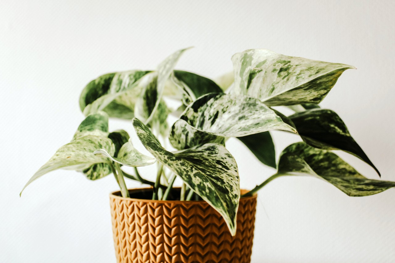 4 Easy Ways to Use Houseplants Outside In Containers and Gardens Homdeck