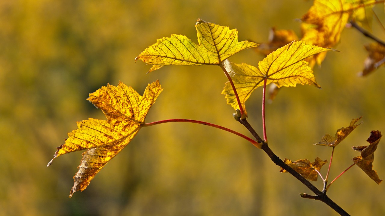 The 6 Best Maple Trees For Your Yard Homdeck