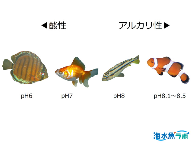海水魚飼育でのpH維持・添加・測定方法のまとめ 海水魚ラボ