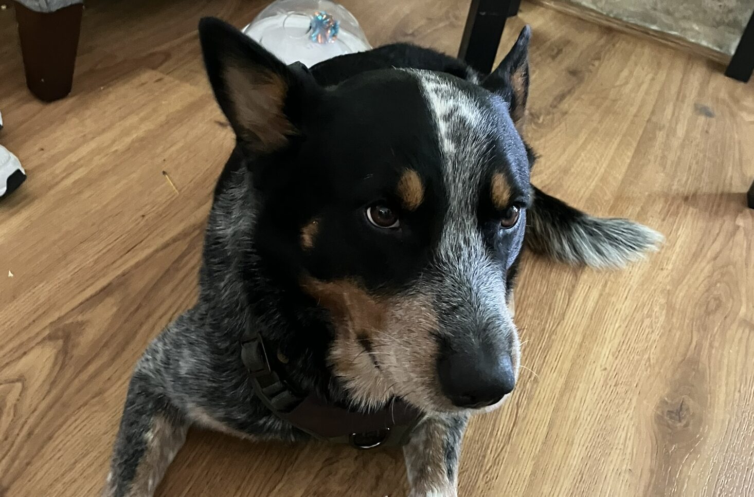 Miles Home to Home Animal Adoption