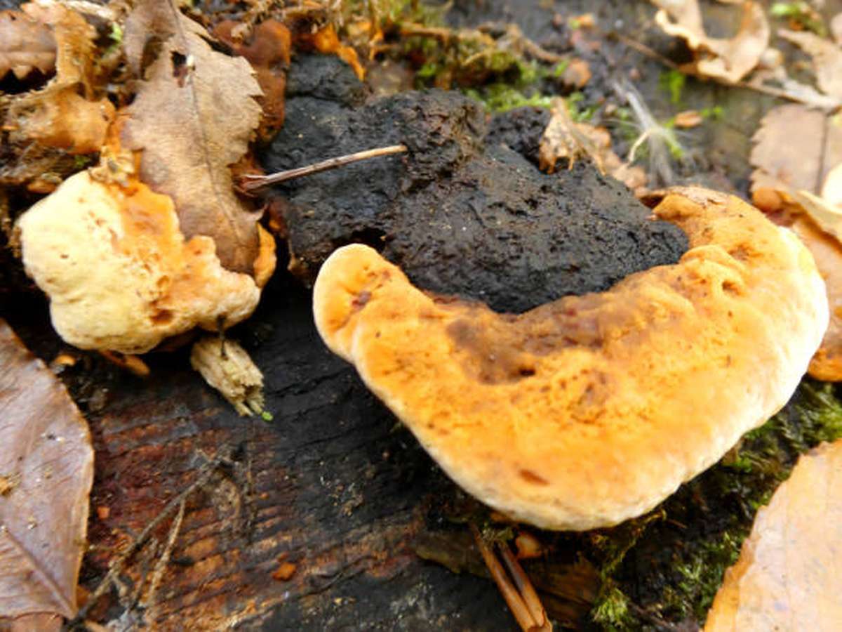 How Do You Get Rid Of The Rotten Wood Smell?