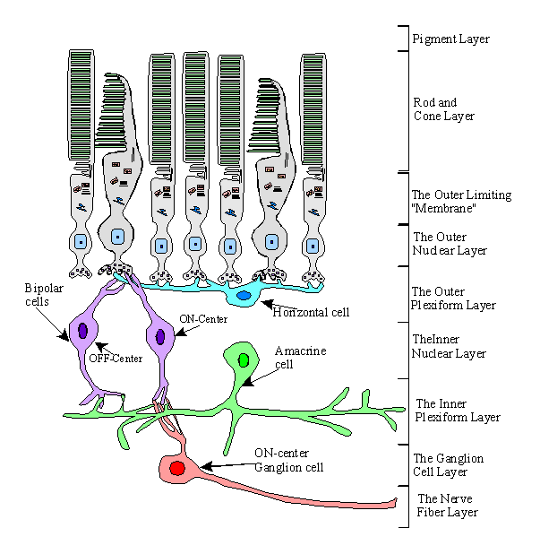 The Primary Visual Pathway
