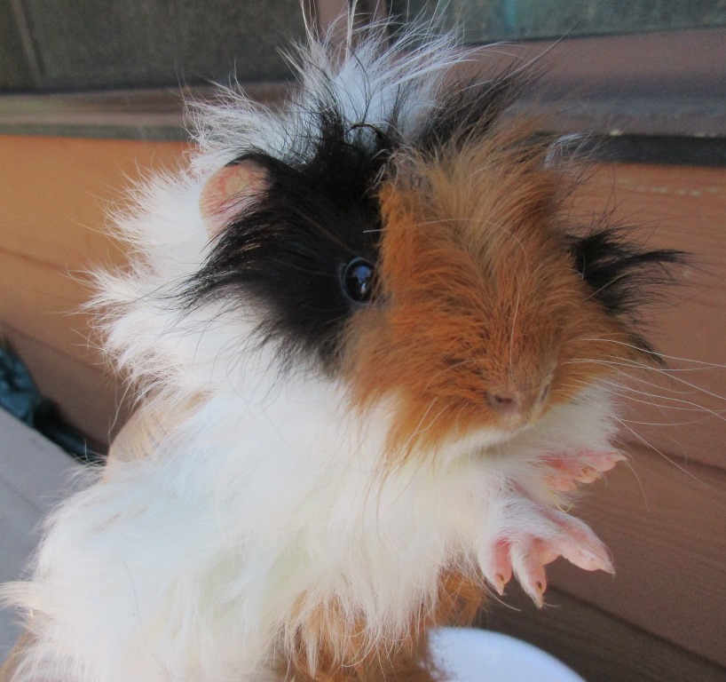 REGULI CAVY & RABBIT STUD