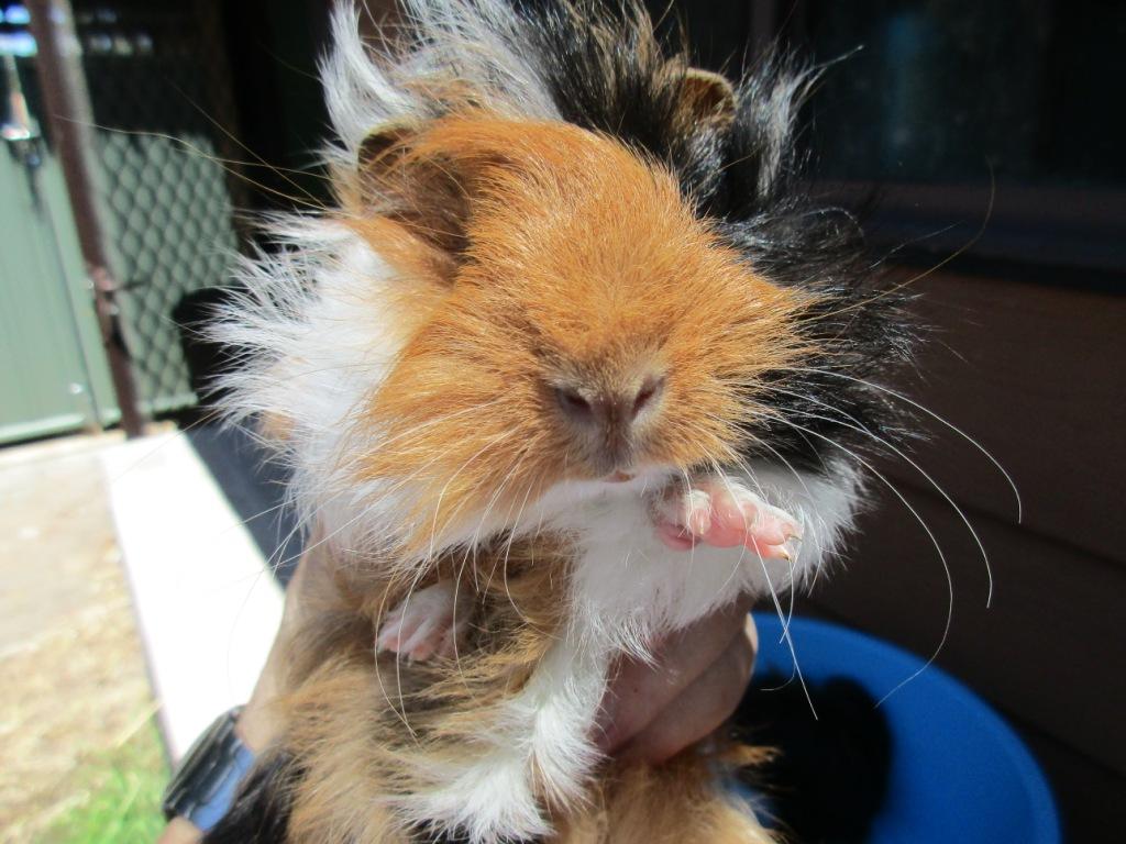 REGULI CAVY & RABBIT STUD