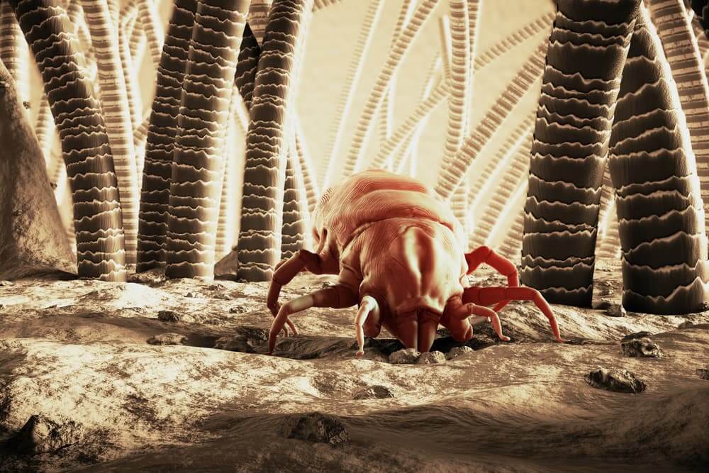 What Do Dust Mites Look Like? How to Know if You Have Dust Mites