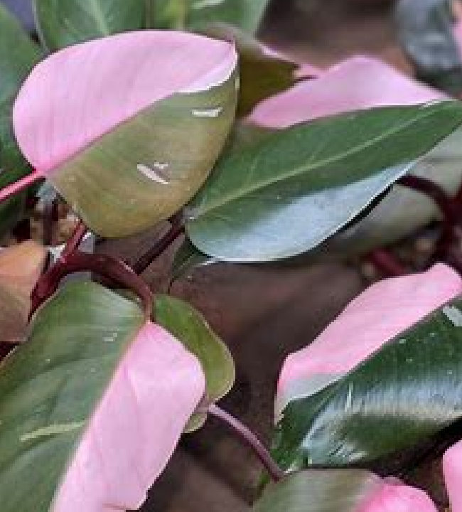 Pink Princess Philodendron A Guide to Growth and Care
