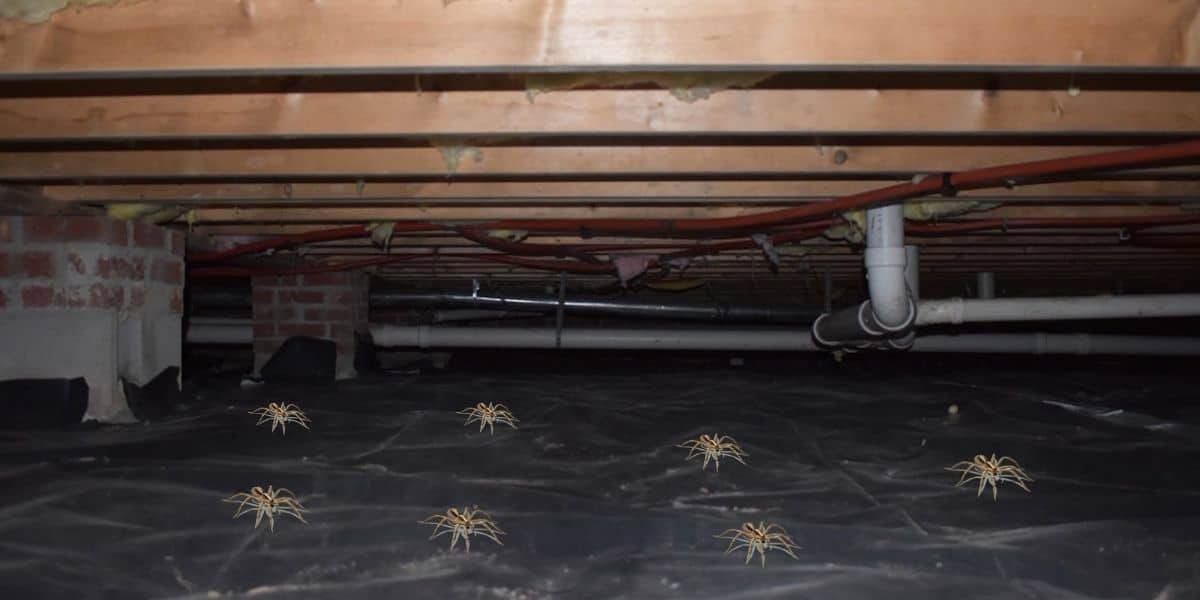How To Get Rid Of Spiders In Crawl Space 5 Simple Steps Home Arise