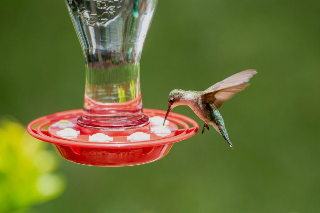 How To Stop A Hummingbird Feeder From Leaking Home Bird Feeder