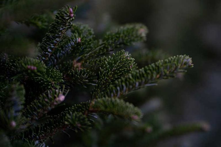 How to Keep a Christmas Tree From Drying Out (Tips) Home Cadet