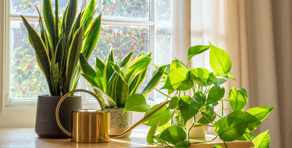 The Best Plants For A Windowsill An Expert Guide Home Care Fix