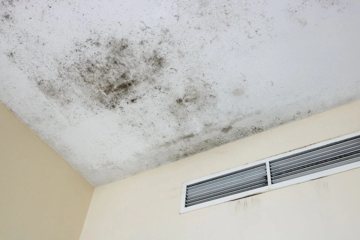 Why Do I Have Mold On My Ceiling Causes and Solutions