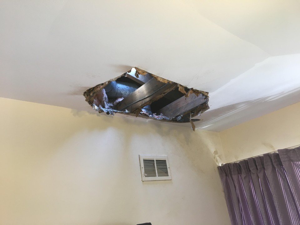 Can Raccoons Break Through Ceiling? What You Need to Know