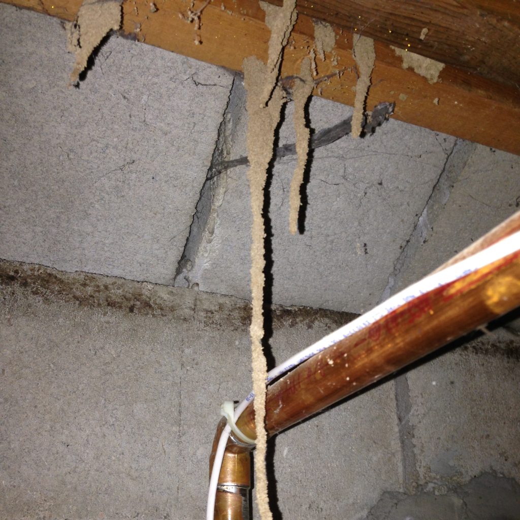 Understanding Termite Tubes Hanging From Ceiling Signs and Solutions"