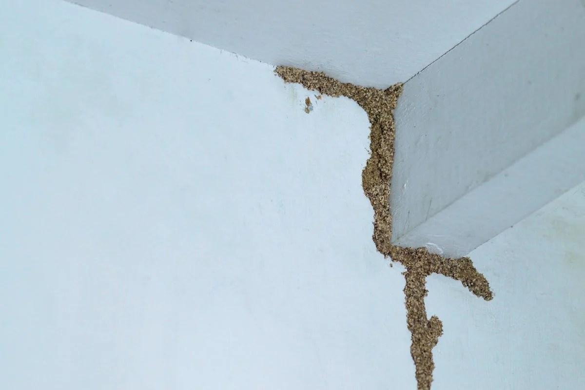 Understanding and Addressing Termite Tunnel on Ceiling Infestations