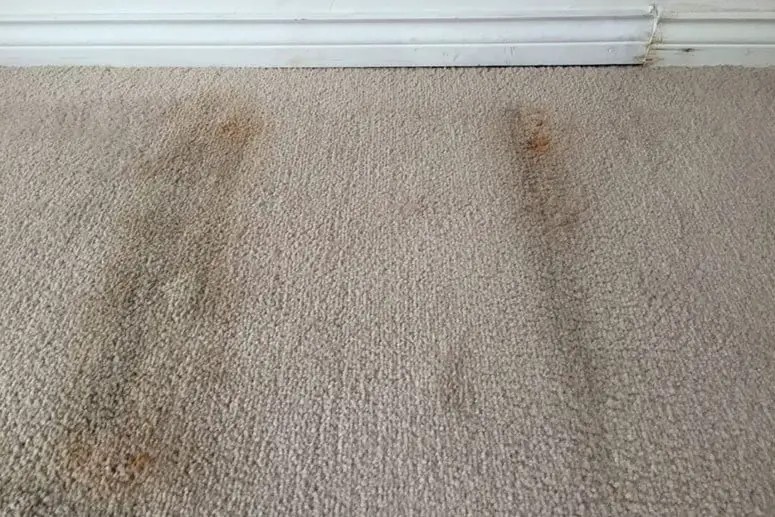 How To Get Mold Out Of Carpet Home Clean Expert