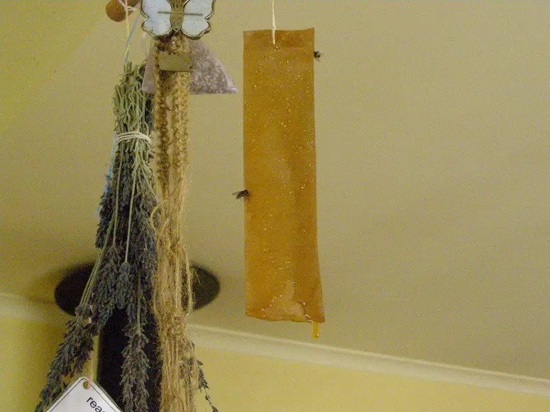 How To Get Rid Of Fruit Flies Home Clean Expert