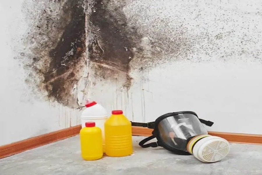 Why Is It Important to Have Mold Professionally Removed?