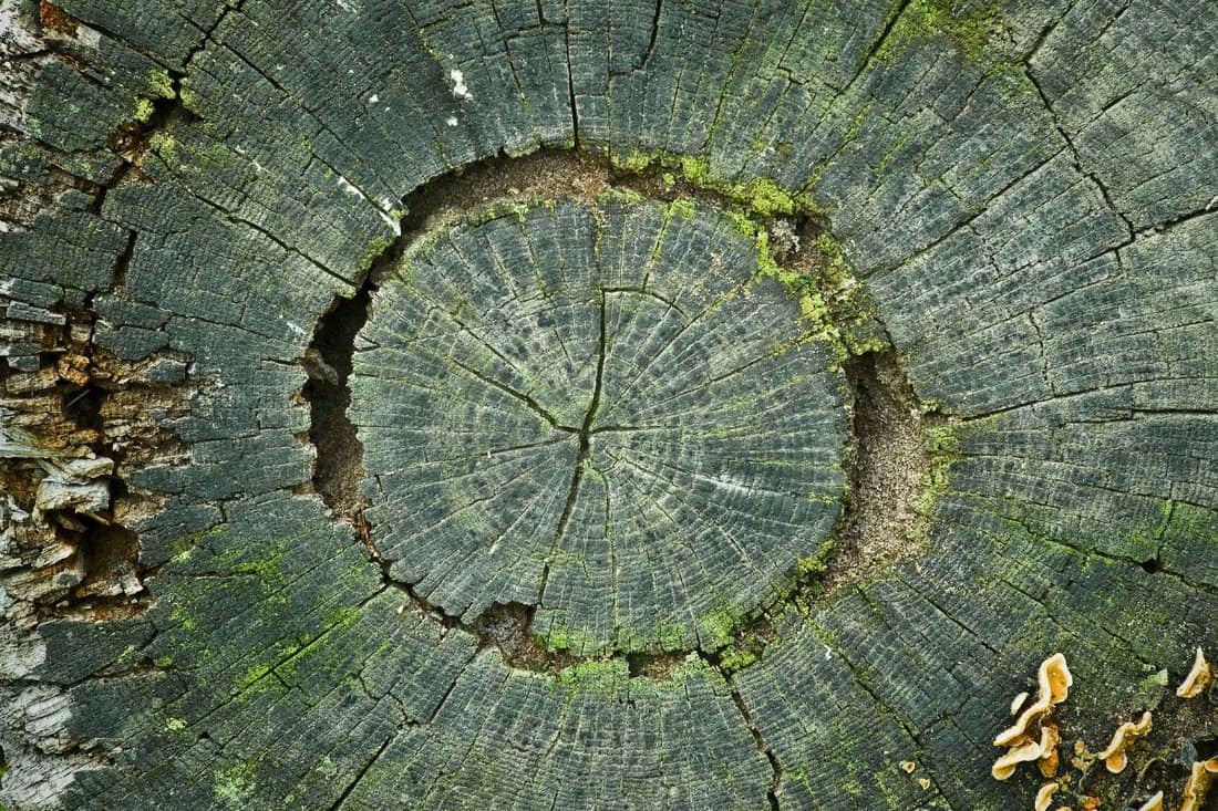 Ground Sinking Where Tree Was Removed What's Wrong? Home Decor Bliss