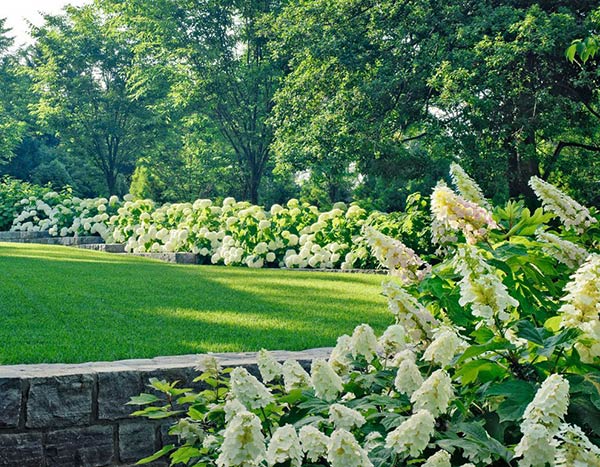 20 Ways to Landscape With Shrubs Home Design Lover