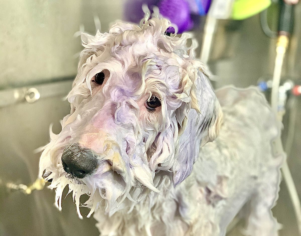 Dog Grooming & Boarding Services Brooklyn, New York HomeDoggy