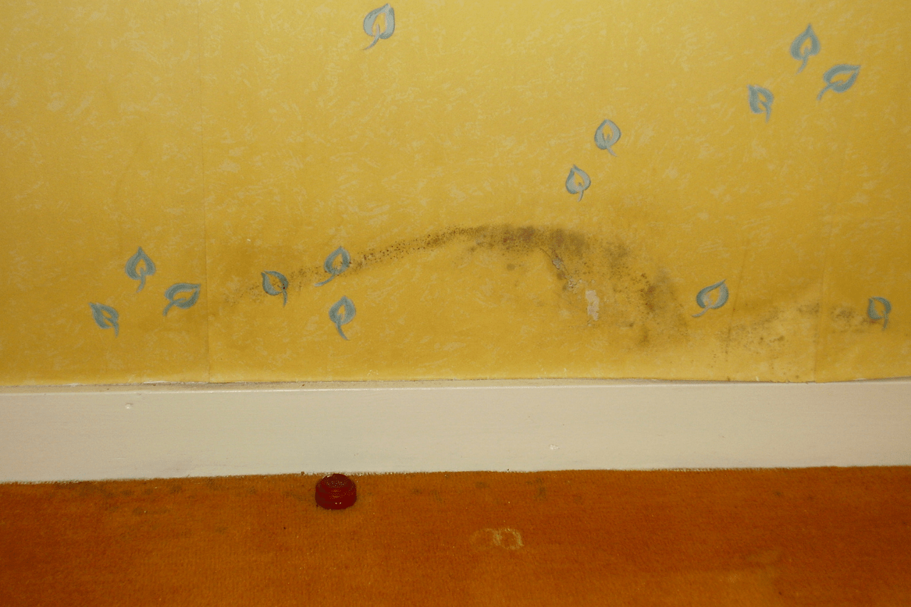 Why Is Paint Peeling Off My Walls Like Wallpaper? homedude