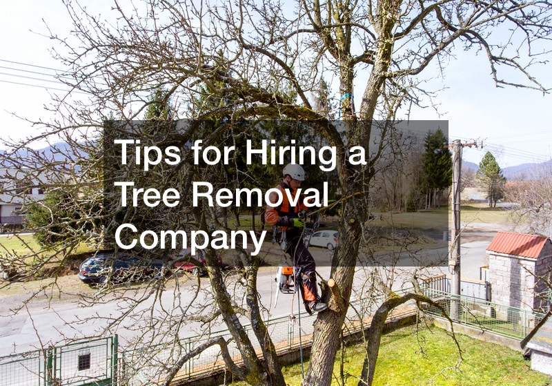 Tips for Hiring a Tree Removal Company Home Efficiency Tips