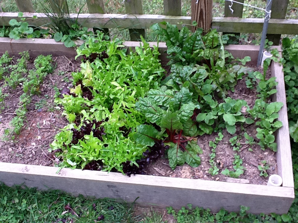 3 Ways to Keep Your Plants Warm in Early Spring