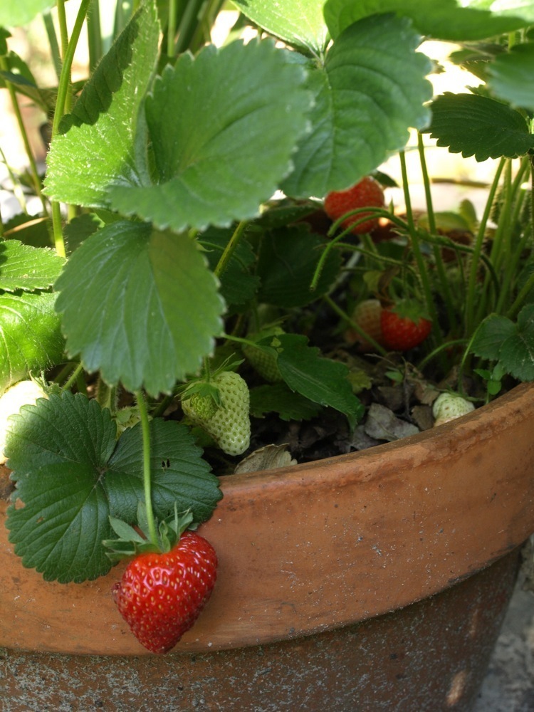 How to Grow Strawberries at Home