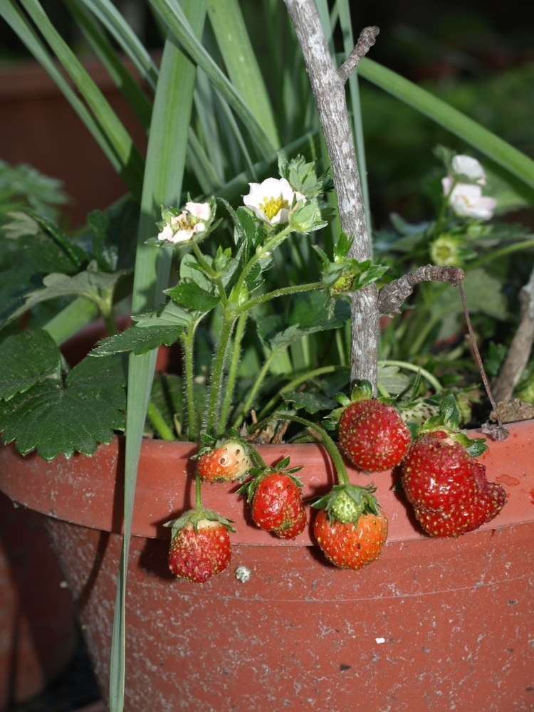 How to Grow Strawberries at Home