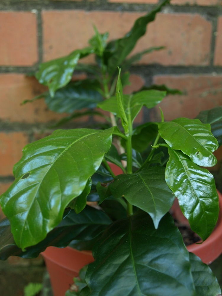 Growing Tropical Plants at Home Five Essentials for Your Own Jungle