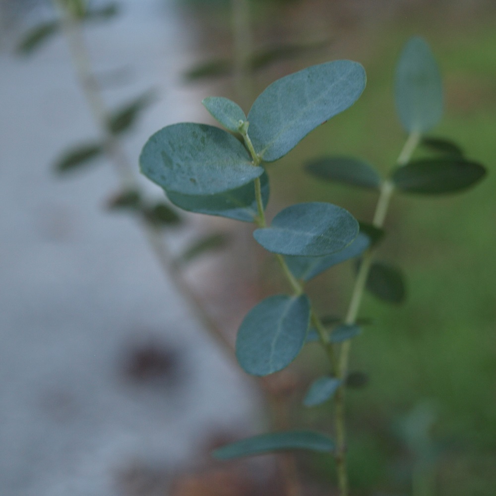 Heal Thyself Medical Plants for Your Garden Home Fixated