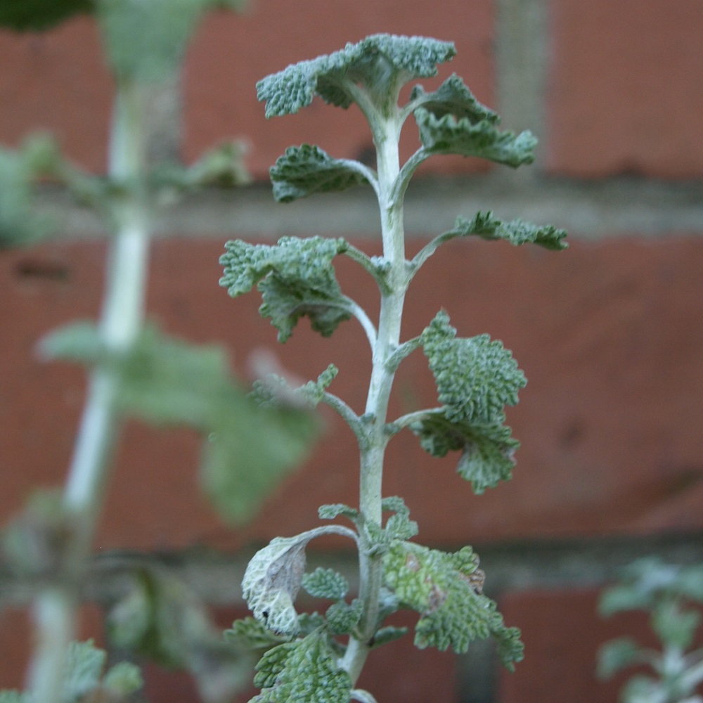 Heal Thyself Medical Plants for Your Garden Home Fixated