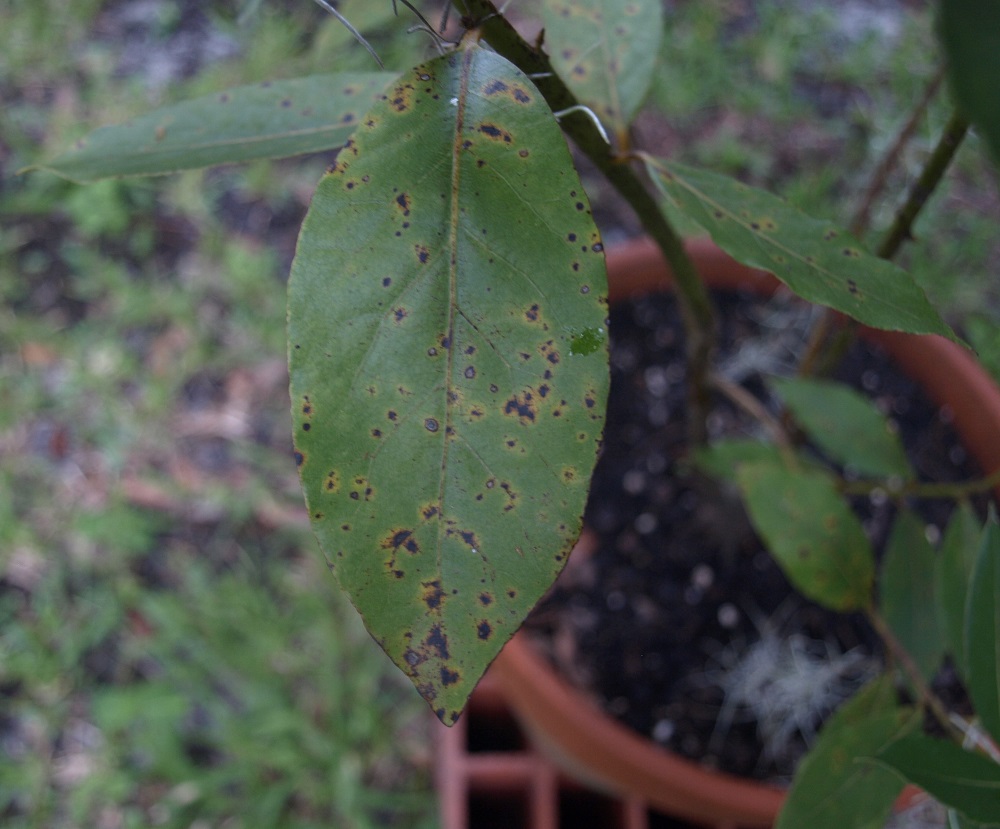 Garden Pests How to Deal with Common Garden Troublemakers