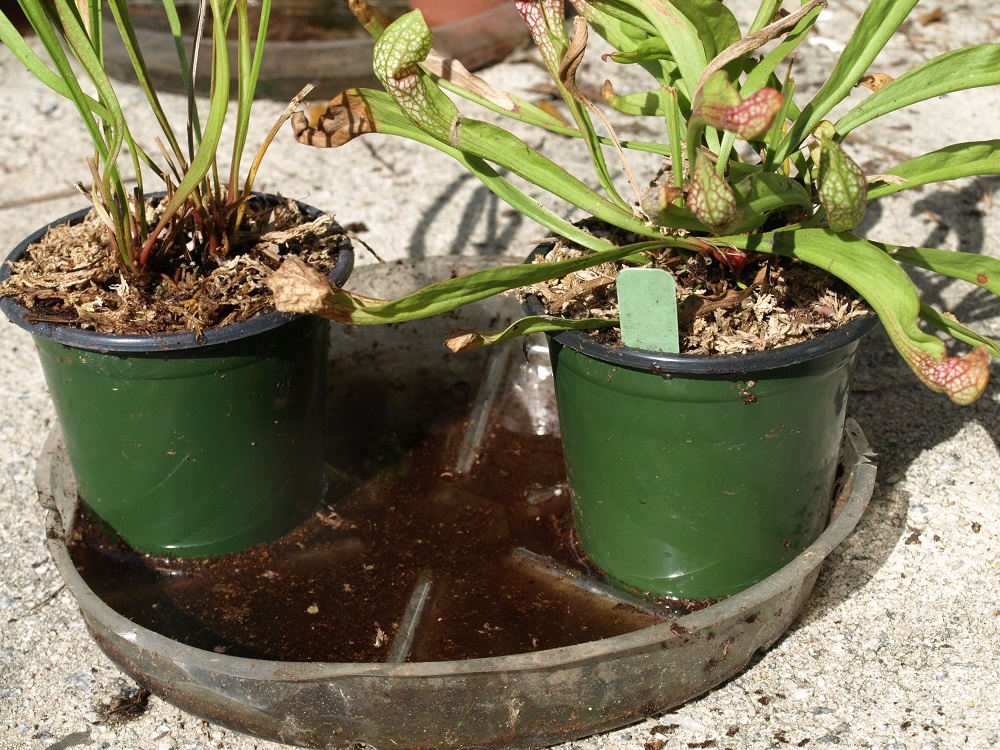 Carnivorous Plant Soil How to Make Your Own