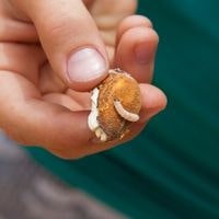 Bleach Not Killing Maggots (Solved)