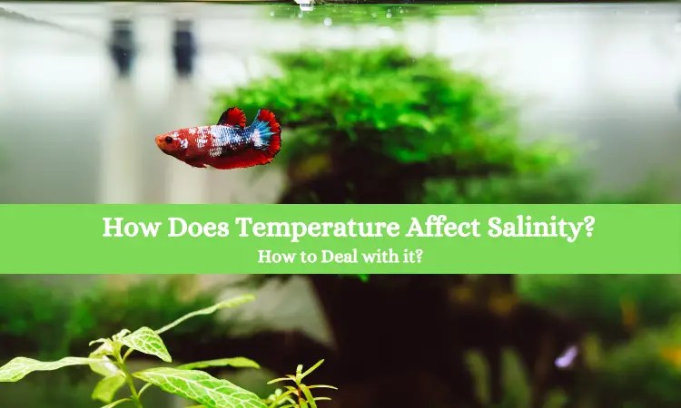 How Does Temperature Affect Salinity?- How to Deal with it? - Home Forestry