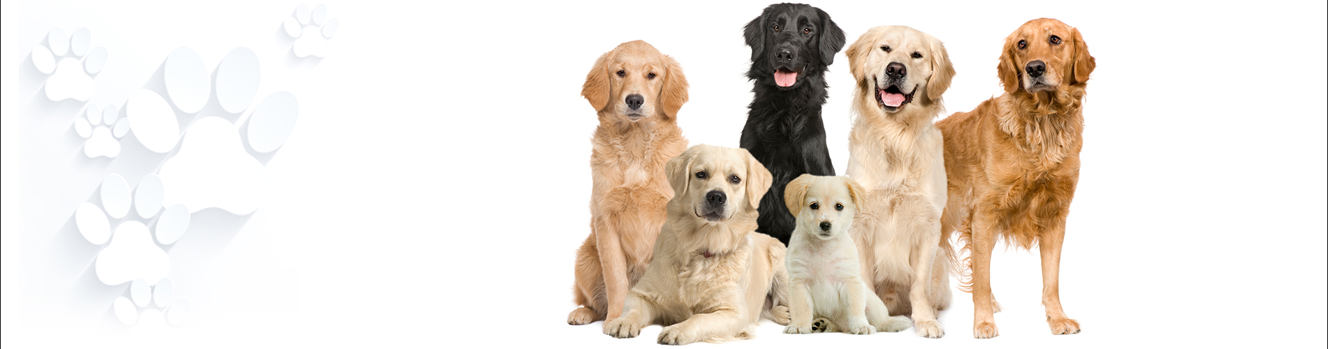 Adoption Process and Fees Home For Good Dogs NJ Rescue