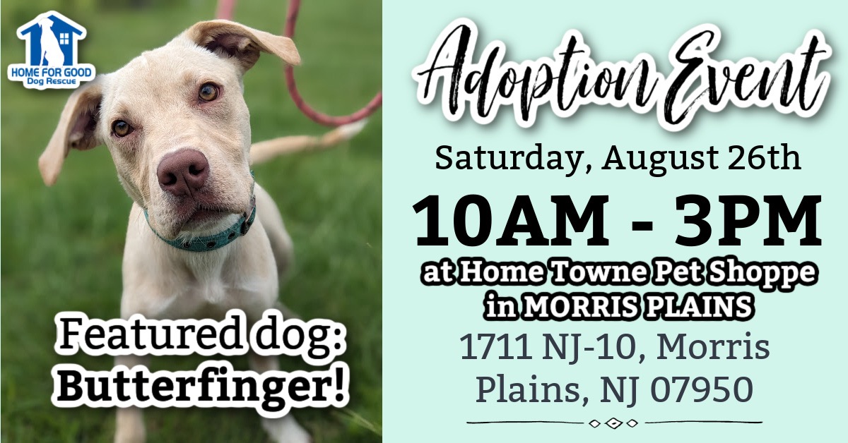Adoption Event at Home Towne Pet Shoppe in Morris Plains 8.26.23 🐾