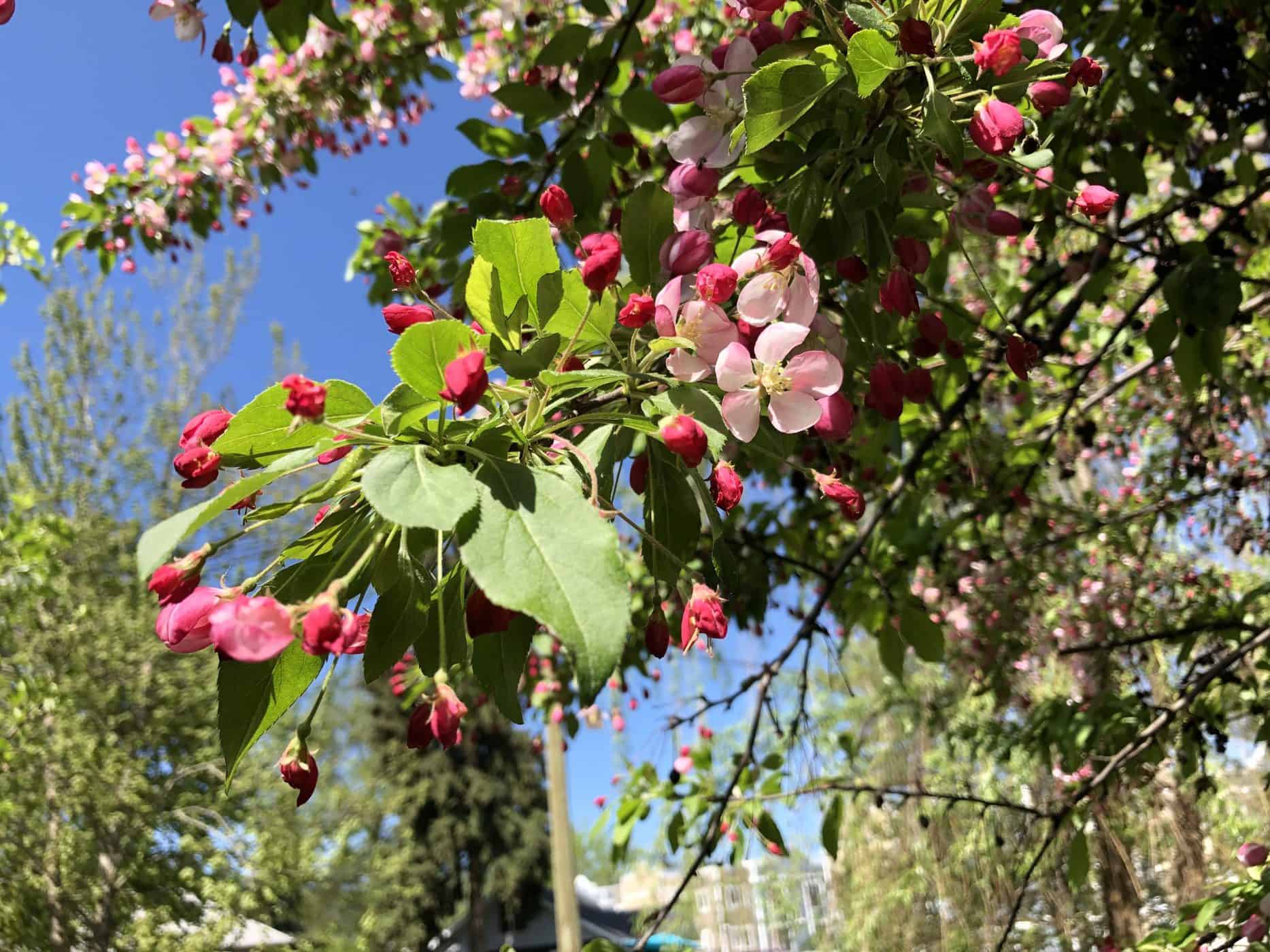 Sargent Crabapple - Foliage, Buds, Blooms of Branch in Spring
