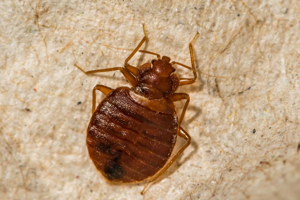 Do Bed Bugs actually Fly? (or jump?) Home Garage Projects