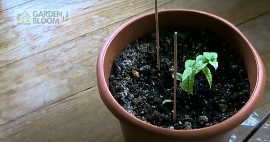 How to keep Plants Warm in Winter Home & Garden Information