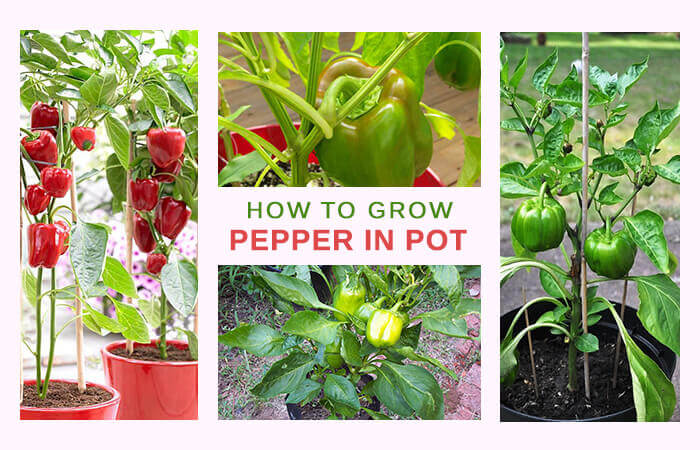 The Simplest Ways to Make the Best of Bell Pepper Plants Home Gardeners